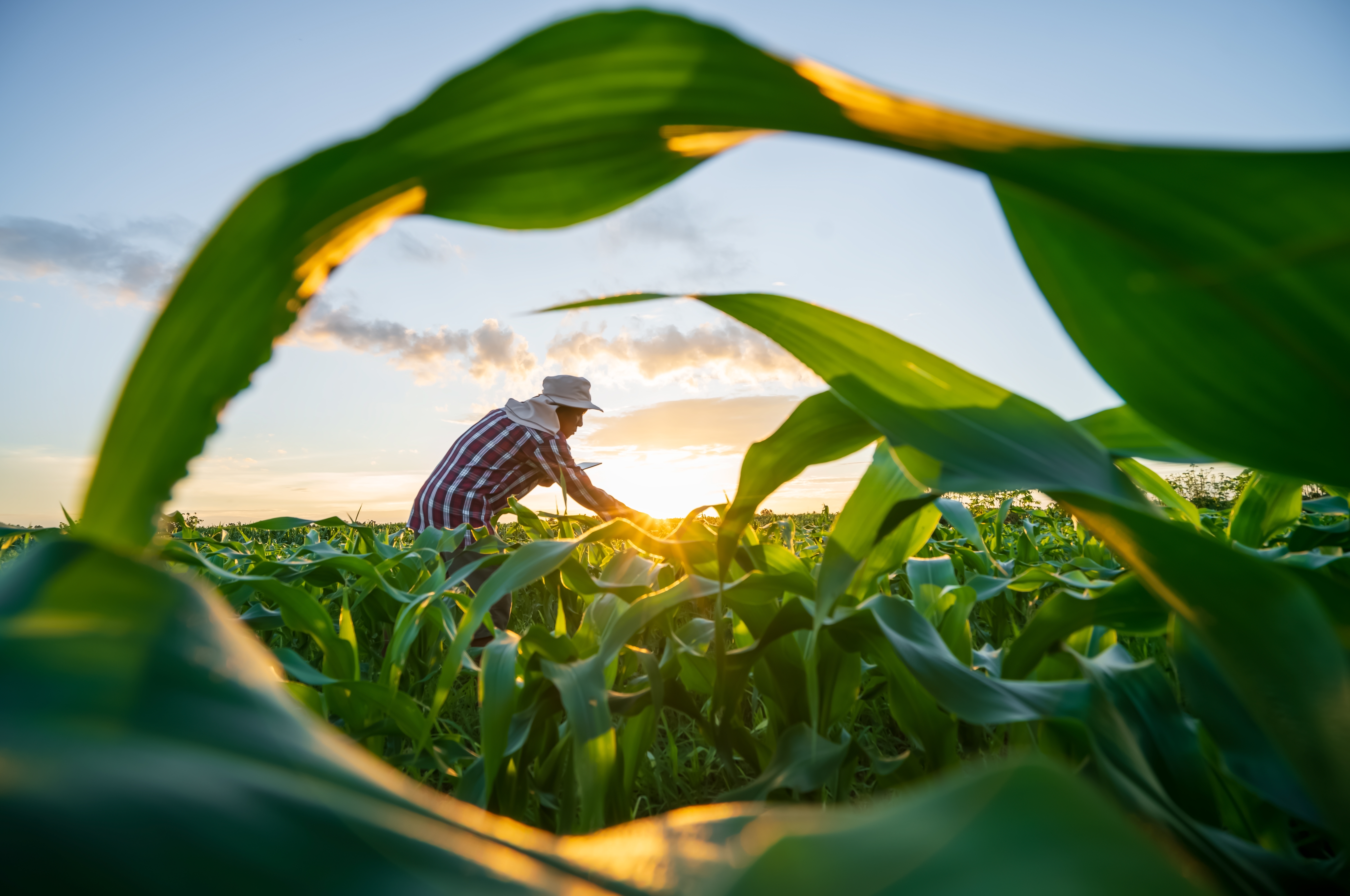 Food Security